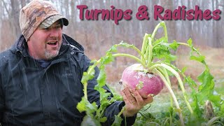 Will Deer Eat Turnips and Radishes?? Are They Food Plot Worthy?