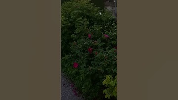 Thumbnail of Need me some flowers on my grave like those #music #song #poisontree #sunset #sad #grave