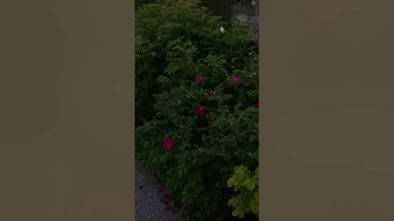 Need me some flowers on my grave like those #music #song #poisontree #sunset #sad #grave