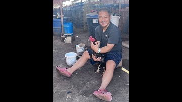 Mus Saib Qaib Part 3