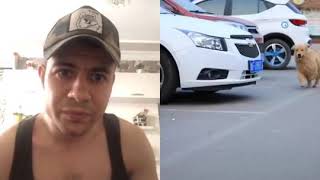 Un Perro Salvando A Un Adolocente