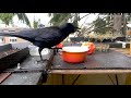 Interesting Crow Vocalizations