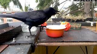 Interesting Crow Vocalizations (crow sounds) screenshot 3