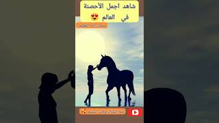 اجمل حصان في العالم @user-lo3qq9od8n #حيوانات_الغابة #shortvide #الحيوانات #animals #حصان #short