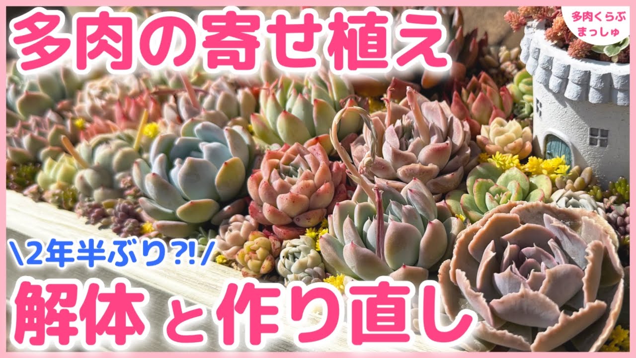 多肉植物】ぼろぼろの寄せ植えを解体❣️もりもりに作り直します