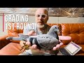 Weaning and grading my first round of 2024 racing pigeons