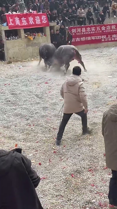 2025 King's Bullfighting Scramble#bullfighting #bull #animals