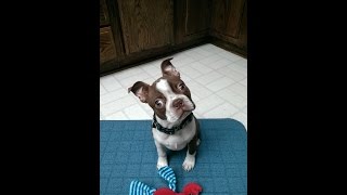 Winston the Boston Terrier pup tries peanut butter for the first time!!