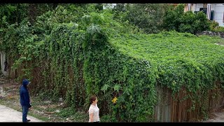 Clean up the green vegetation covering the roof of the old warehouse | Strangely satisfying