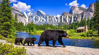 Yosemite National Park's Untamed Beauty 8K: Untouched Wilderness & Incredible Wildlife