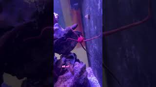 speciesspotlight over serpentstarfish fish fishtank fishkeeping reef reeftank reefkeeping
