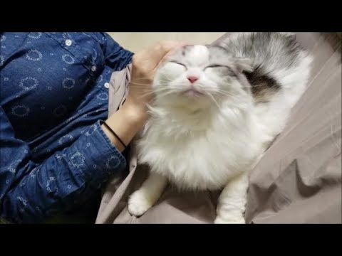 甘える白モフ猫が尻尾でお茶をこぼす - YouTube