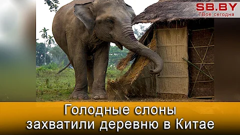 Голодные слоны захватили деревню в Китае