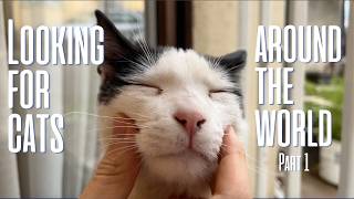 Looking for Cats Around the World Part 1 | Cat Hunting in Tbilisi - Georgia 🐈