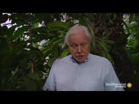 Seed Dispersal by Animals_How Fruits Have Pulled It Off!