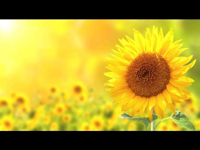 Peaceful Music, Relaxing Music, Instrumental Music, Nature's Seasons by Tim Janis class=