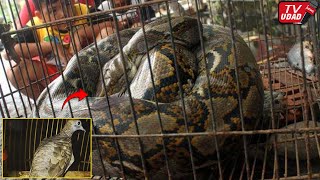 Detik² Burung Perkutut Berubah Jadi Ular Disaksikan Pemiliknya..