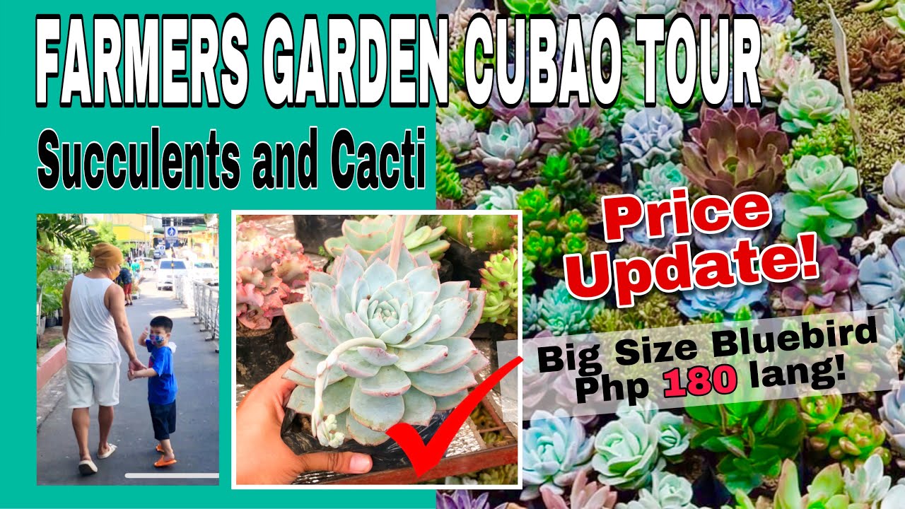 MAGKANO NA ANG PRESYO NG SUCCULENTS/ CACTI || FARMERS GARDEN CUBAO 2022