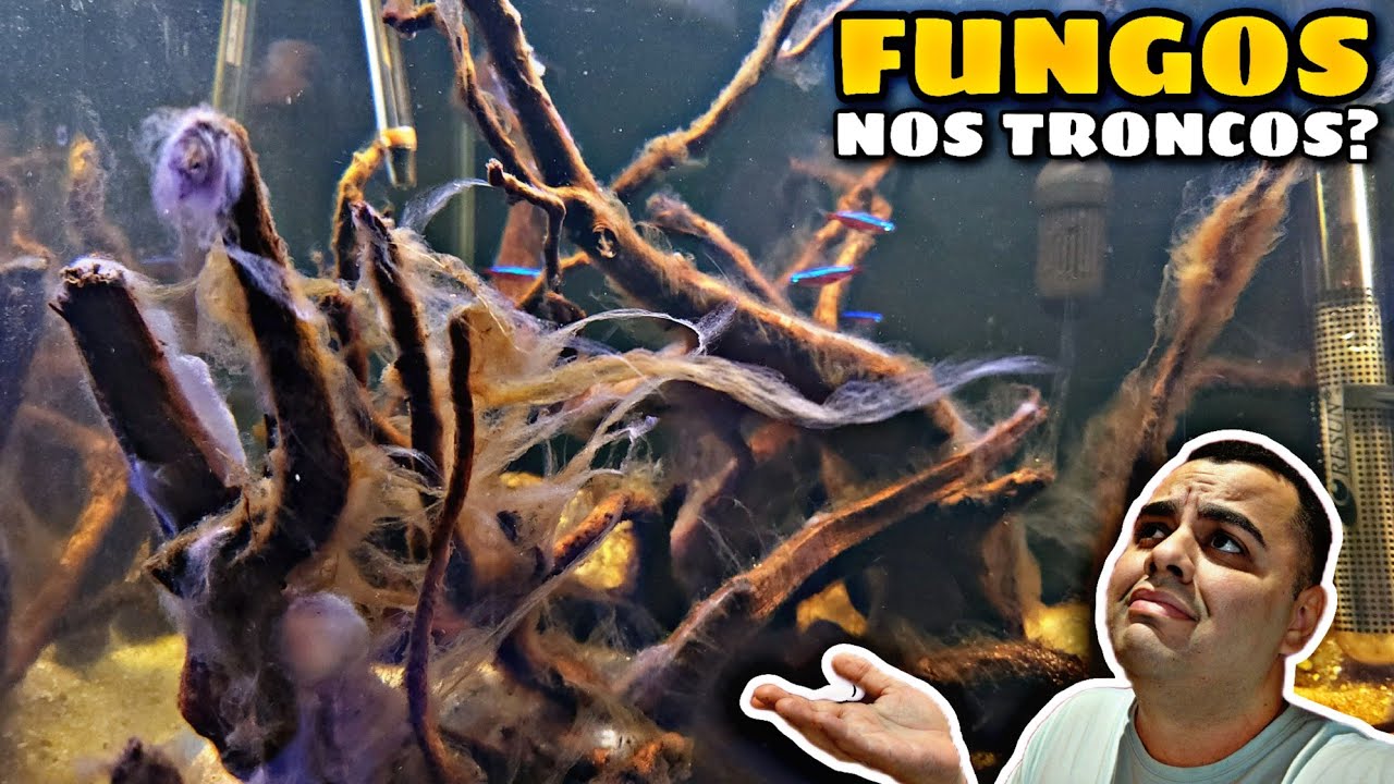 GOSMA BRANCA NOS TRONCOS DO AQUÁRIO!