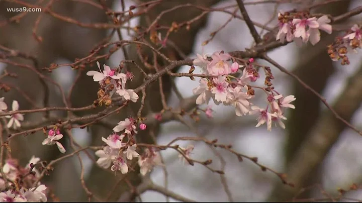 National Cherry Blossom Festival kicks off this weekend
