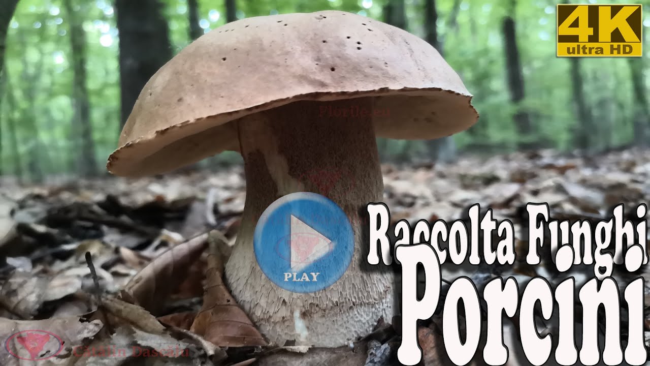 Raccolta funghi porcini 1 video Ultra Hd UHD 4K YouTube