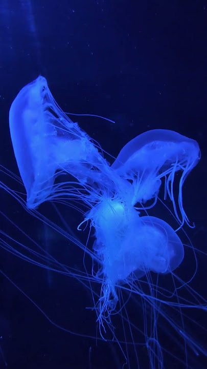 Jelly fish
