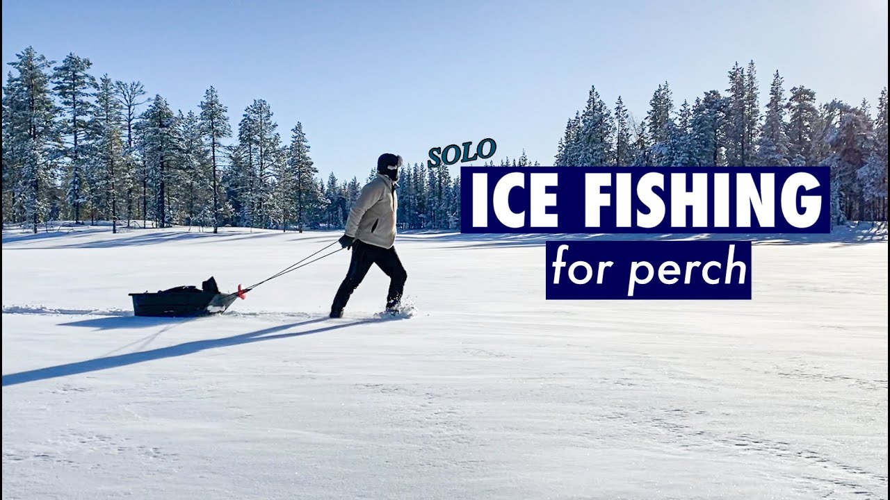 Ice Fishing for Perch in the North of Sweden 2023