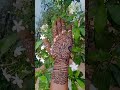 beautiful front hand mendi design 🌿✨#shortsvideo #mendi #mehndi #bridalmehndi