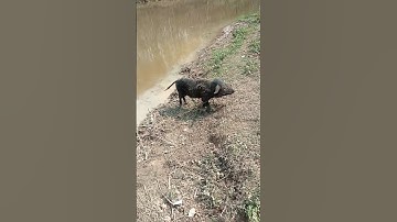 Crazy pig #youtubeshorts #viral #video #shortvideo #subscribe ##ytshorts #shorts #short #shortsvideo