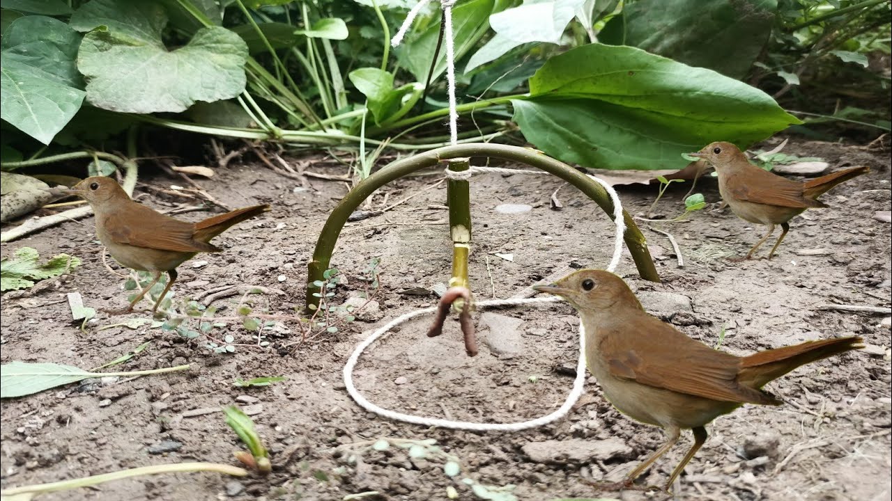how to make simple birds trap / #birdstrap #fidaurrahmanofficial - YouTube