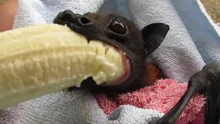 Stupid Bat Chewing Loudly