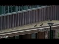 Young Red-tailed Hawks at #Cornell Meet Up On Rooftop For a Bite | July 16, 2025