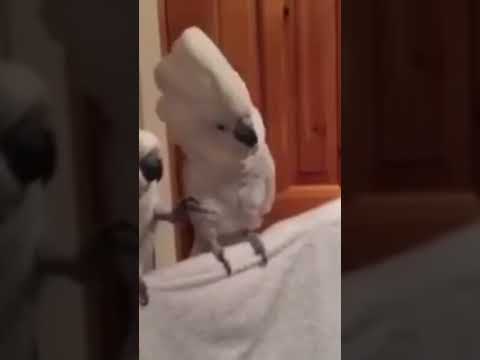 #shorts #cockatoo dancing to #butter