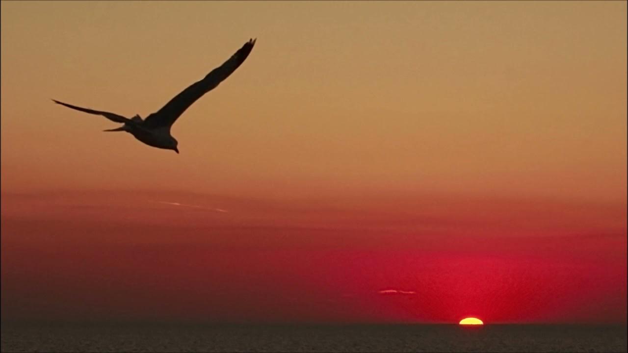 Птицы над морем. Птицы на закате. Чайки ночью. Чайки ночью. Птицы в небе.