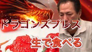 【衝撃】世界一最強唐辛子‼️ドラゴンズブレスを生で食べてみた‼️