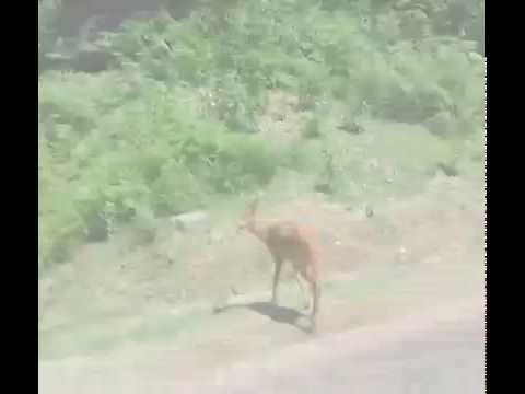 აჭარაში, შსს მ შველი დახრჩობას გადაარჩინა