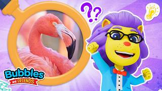 Five Flamingo Facts For Kids Learn About Animals With Bubbles And Friends
