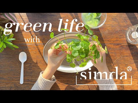 심다와 식물생활 | 건조한 겨울, 방안 작은 오아시스 만들기  (수경식물 심는 방법 / 수경식물 종류)