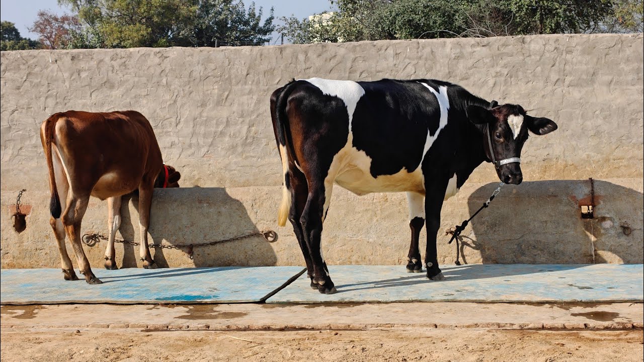2 Heifers for sale, 2 ਵਹਿੜਾਂ ਵਿਕਾਊ 
