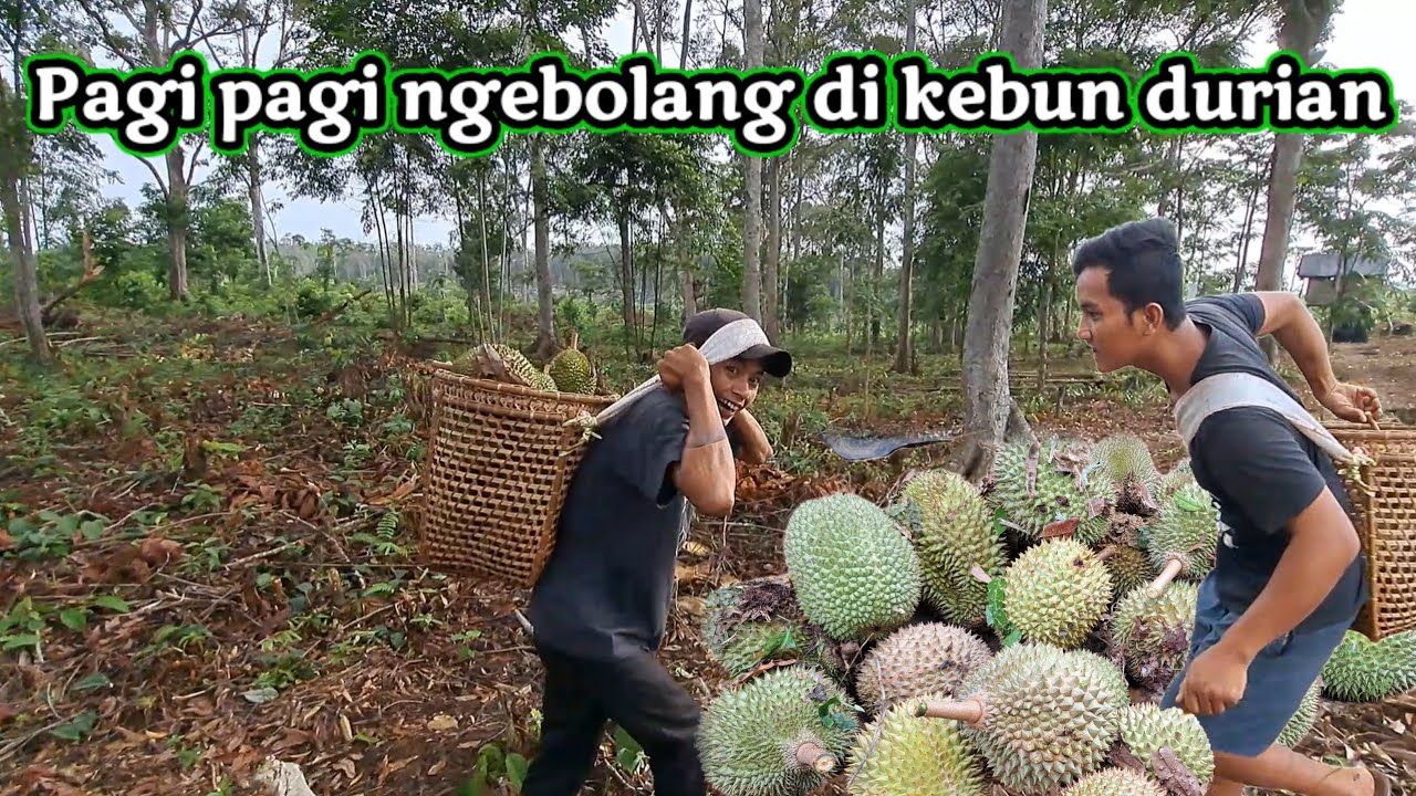 Alhamdulillah Rezeki pagi hari dapat banyak buah durian||JALAN KEHIDUPAN Eps.176