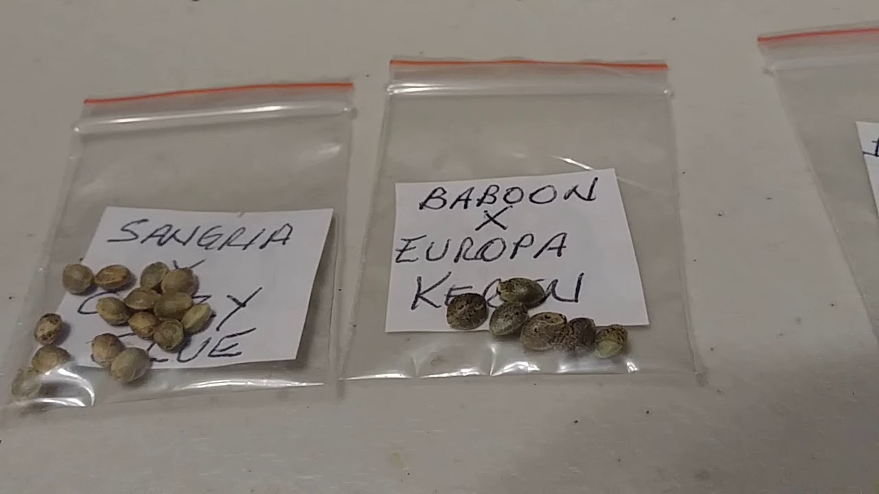 ASTRAL FLOWER powerup