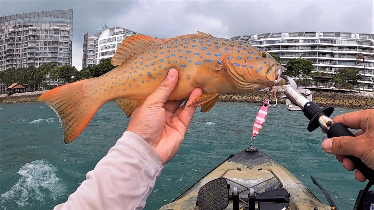Coral Trout for dinner Singapore Kayak Fishing YouTube