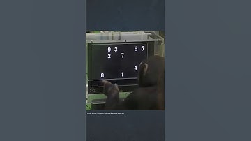 Chimps beat humans in this memory test