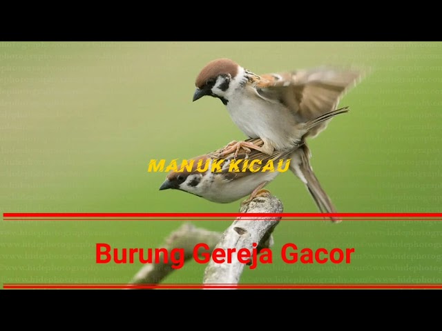 Masteran Gereja Nyecret Panjang Jeda 1-2 Menit | Manuk Kicau class=