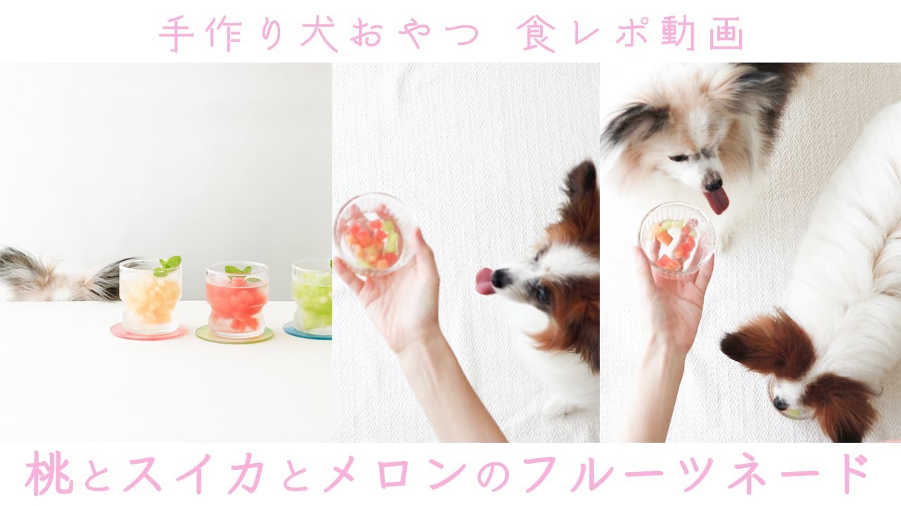 犬の食レポ 桃 スイカ メロンのドリンクを味わってみる 手作り犬おやつ Youtube