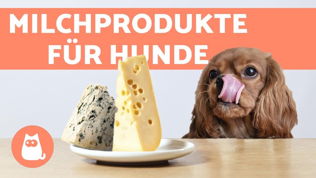 fremstille Auckland ubetinget Dürfen Hunde Käse fressen? - YouTube