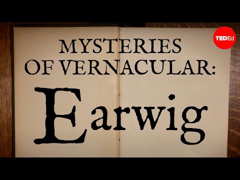 Video image: Mysteries of vernacular: Earwig - Jessica Oreck and Rachael Teel
