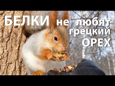 Белки не любят грецкий орех? Смелые синицы.