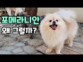 포메라니안 키울때 알면 좋은 포메라니안의 성격과 특징. Mp3 Song