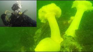 Scuba Diving a Rocky Reef in Puget Sound